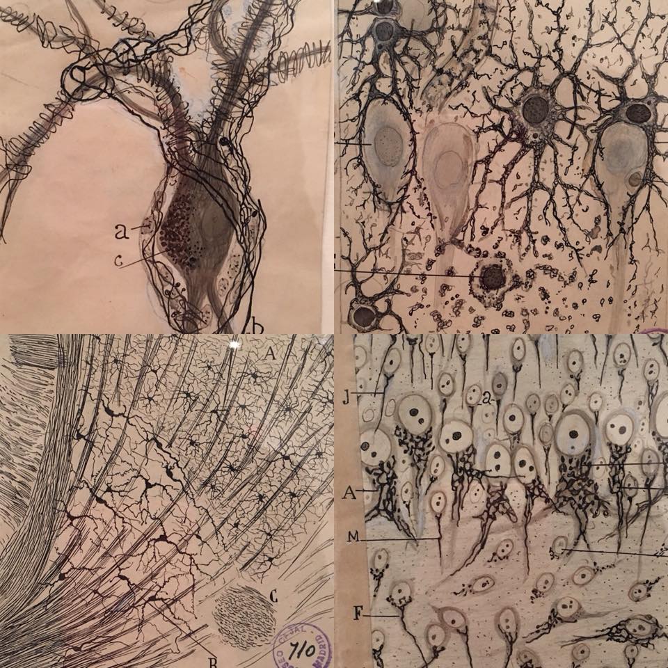 Grey Art Gallery, The Beautiful Brain: The Drawings of Santiago Ramón