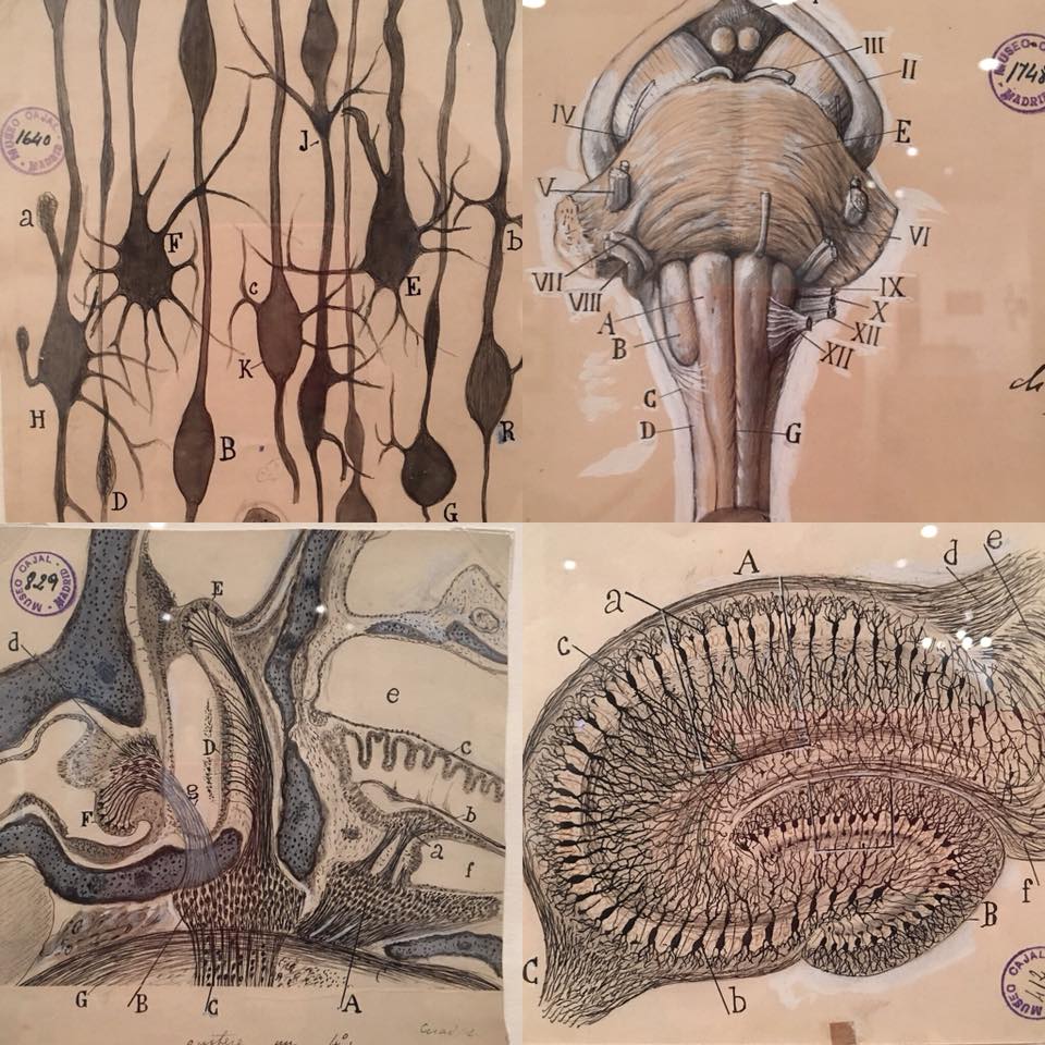 Grey Art Gallery, The Beautiful Brain: The Drawings of Santiago Ramón