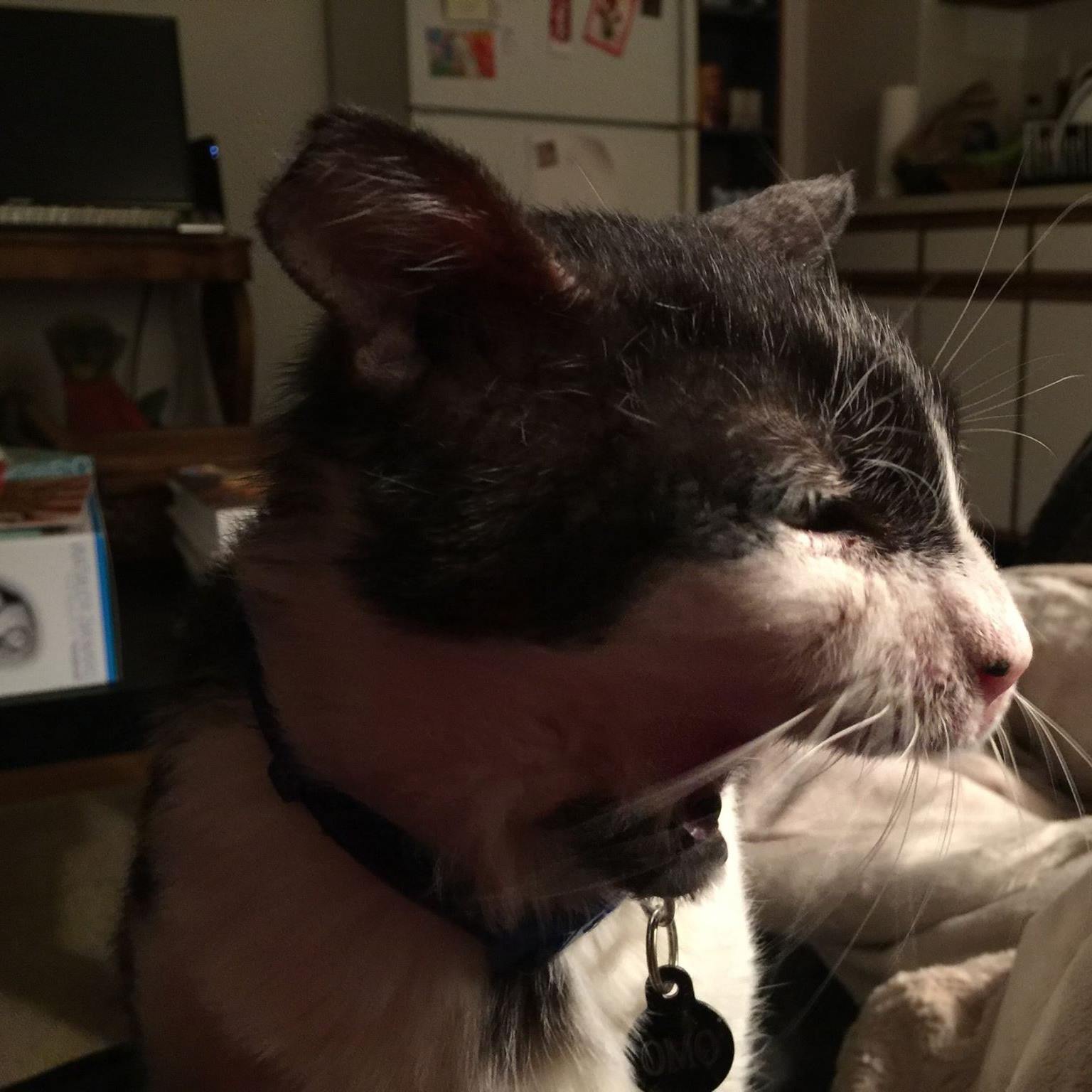 OMO. Toothless yawn. Photo credit: Cecilia Petit.