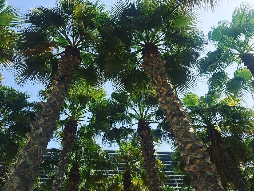 Taking in some glorious morning sunshine before another day of meetings (with lovely lovely people.)