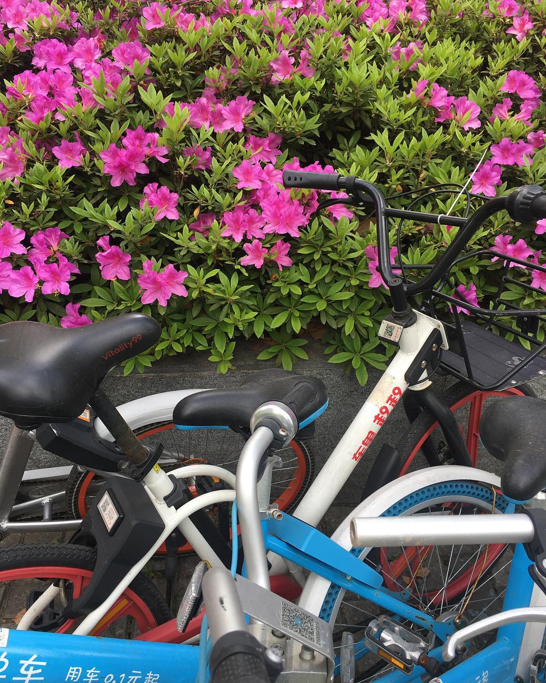 Spring in Shanghai: Blossoms and bike sharing.