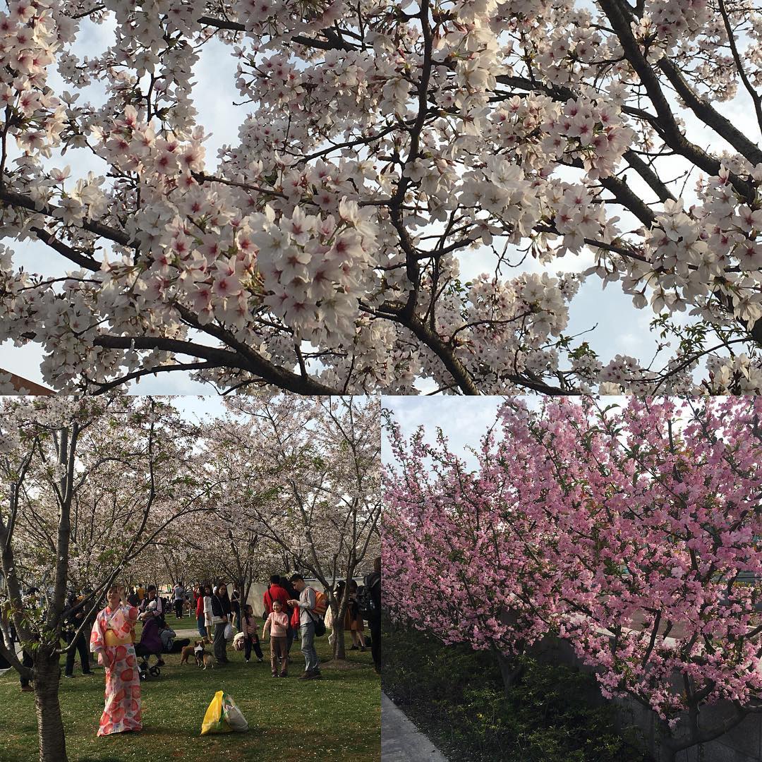 Cherry blossoms on the West Bund, Shanghai.