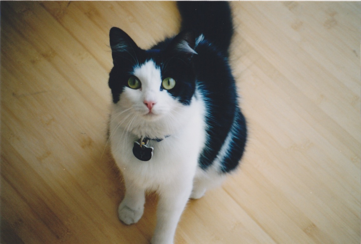 Beautiful Eva Cat