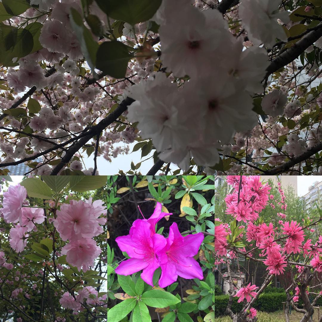 More spring blossoms.