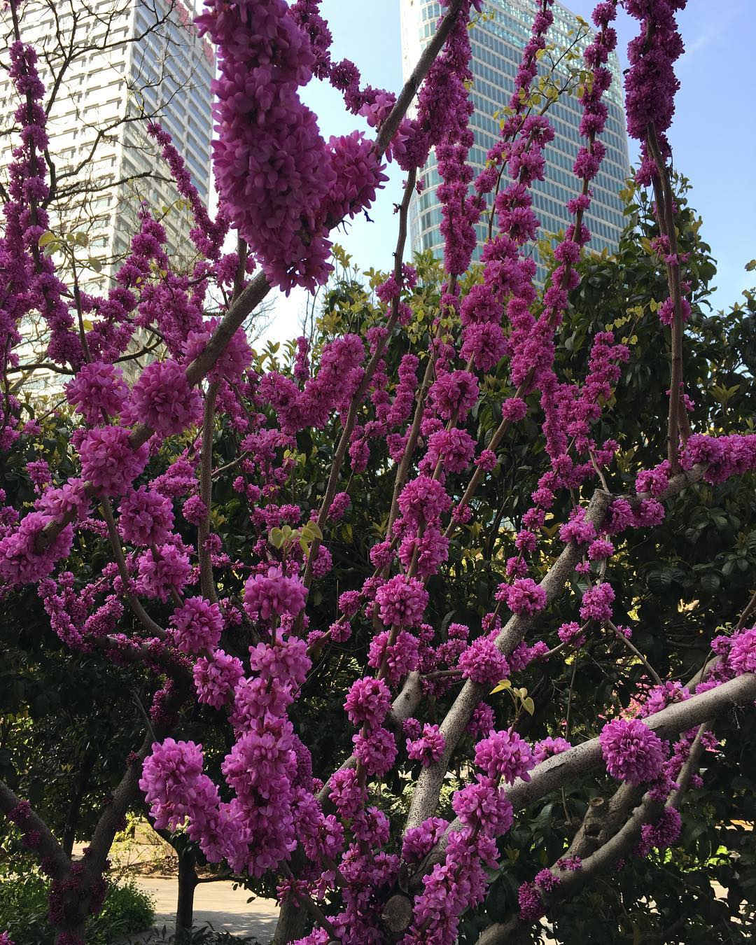 Beautiful purple blossoms on tree