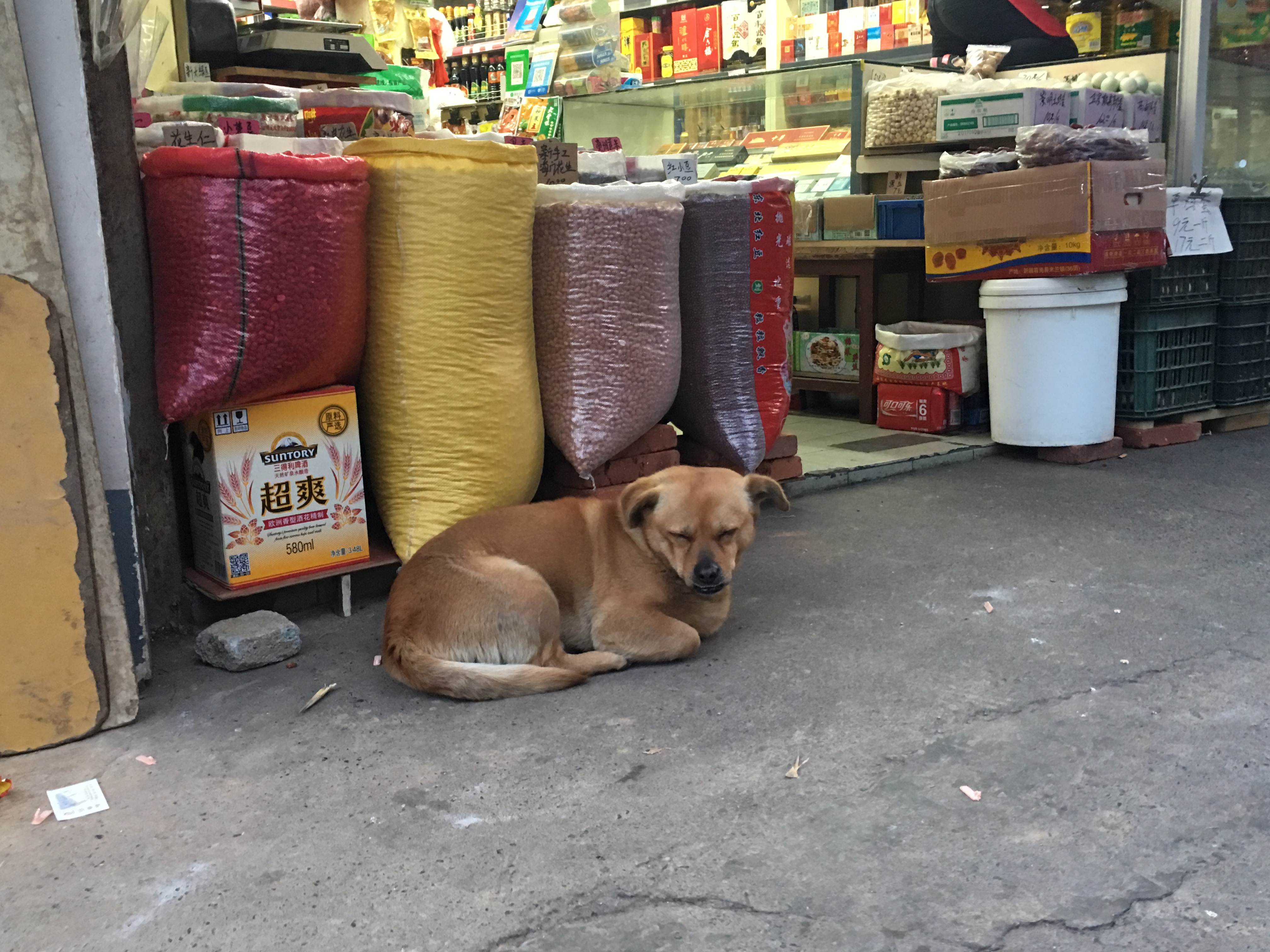 Sleepy Shop Dog