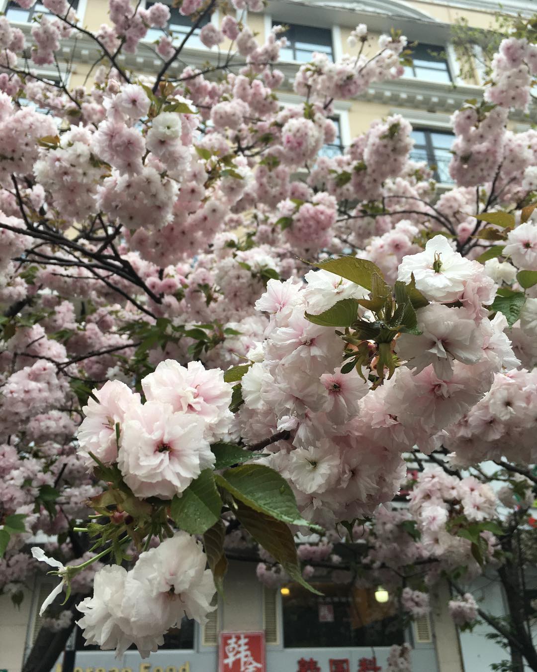 White Cherry Blossoms