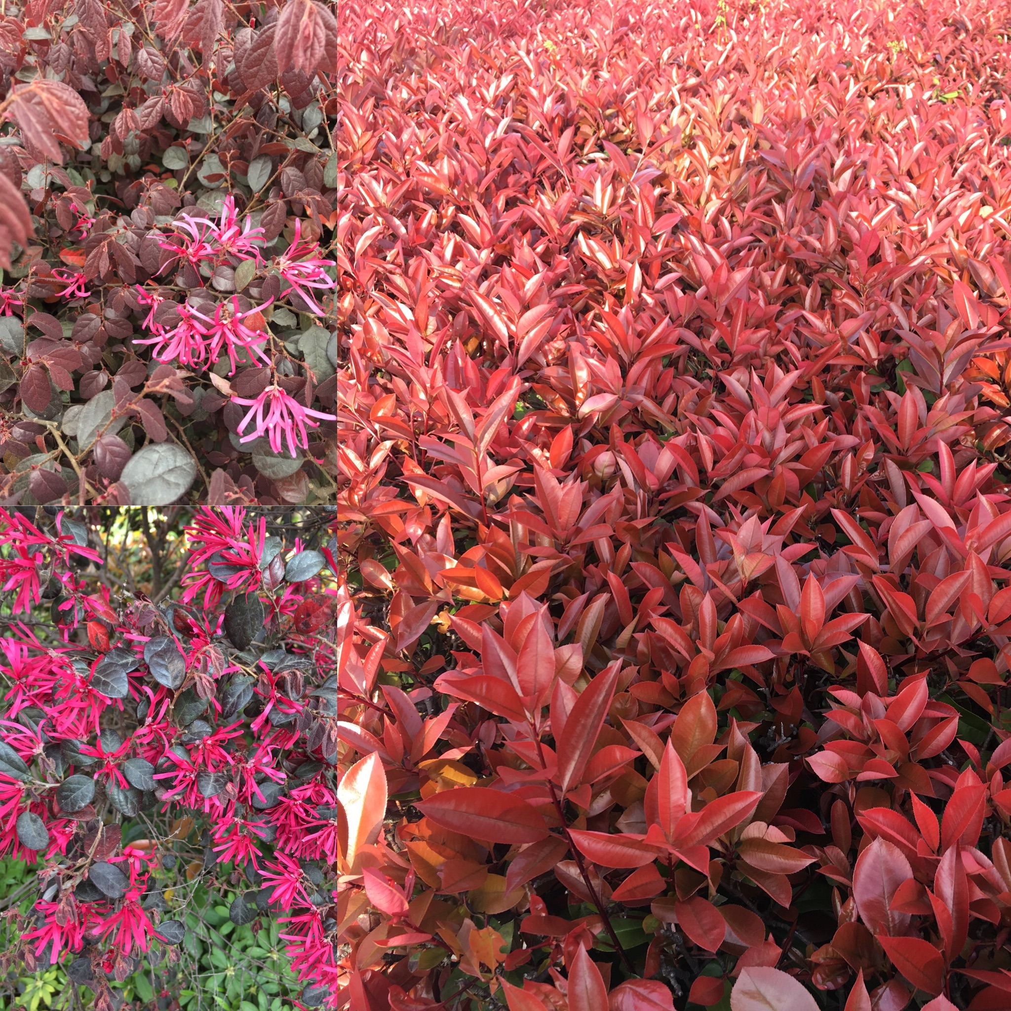 Red and purple leaves