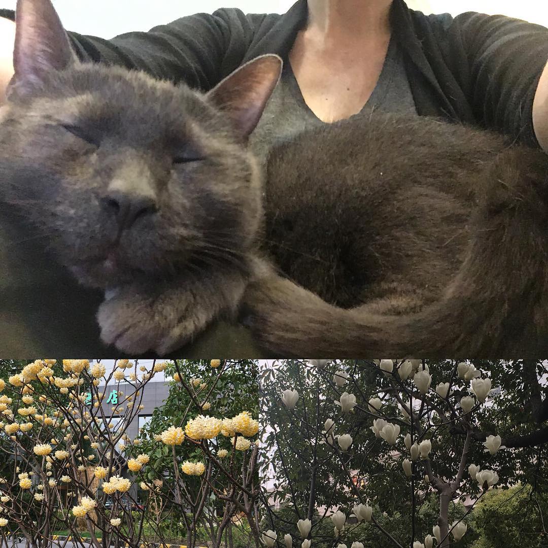 Tophet cat and spring blossoms in Shanghai.