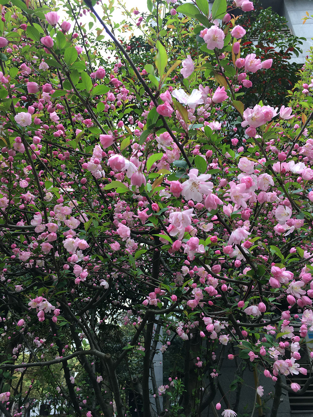Pink Blossoms