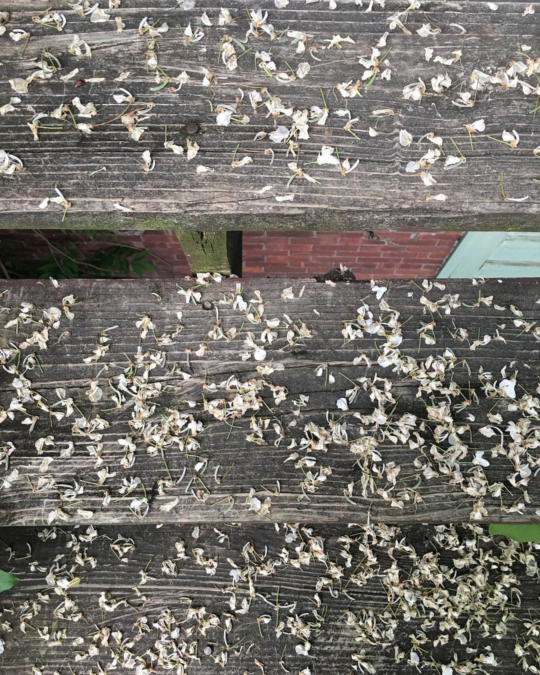 Despite just missing what must have been a spectacular waterfall of wisteria blossoms running down the back of the building earlier this week, the fragrance remains ...