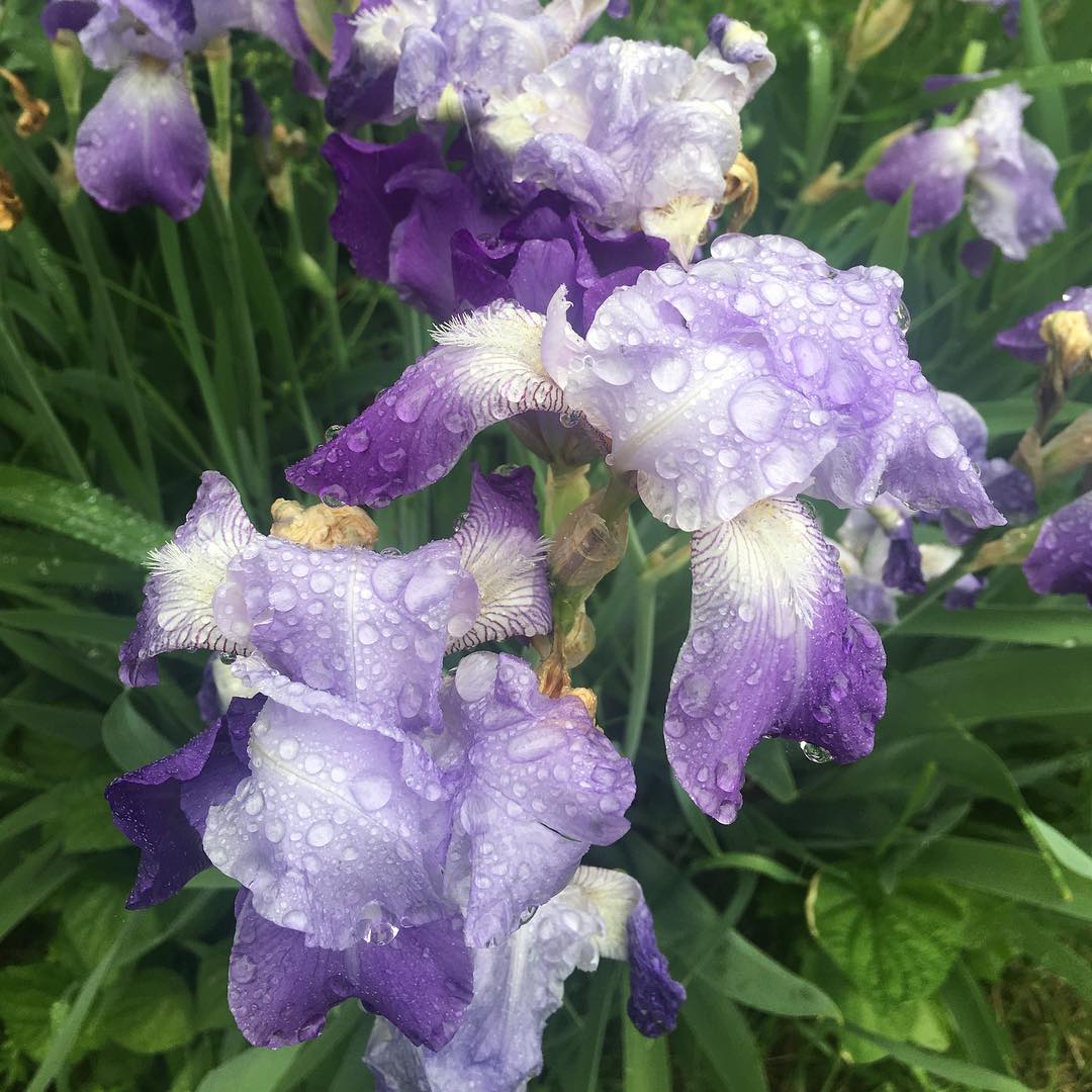My Neighbor's Garden
