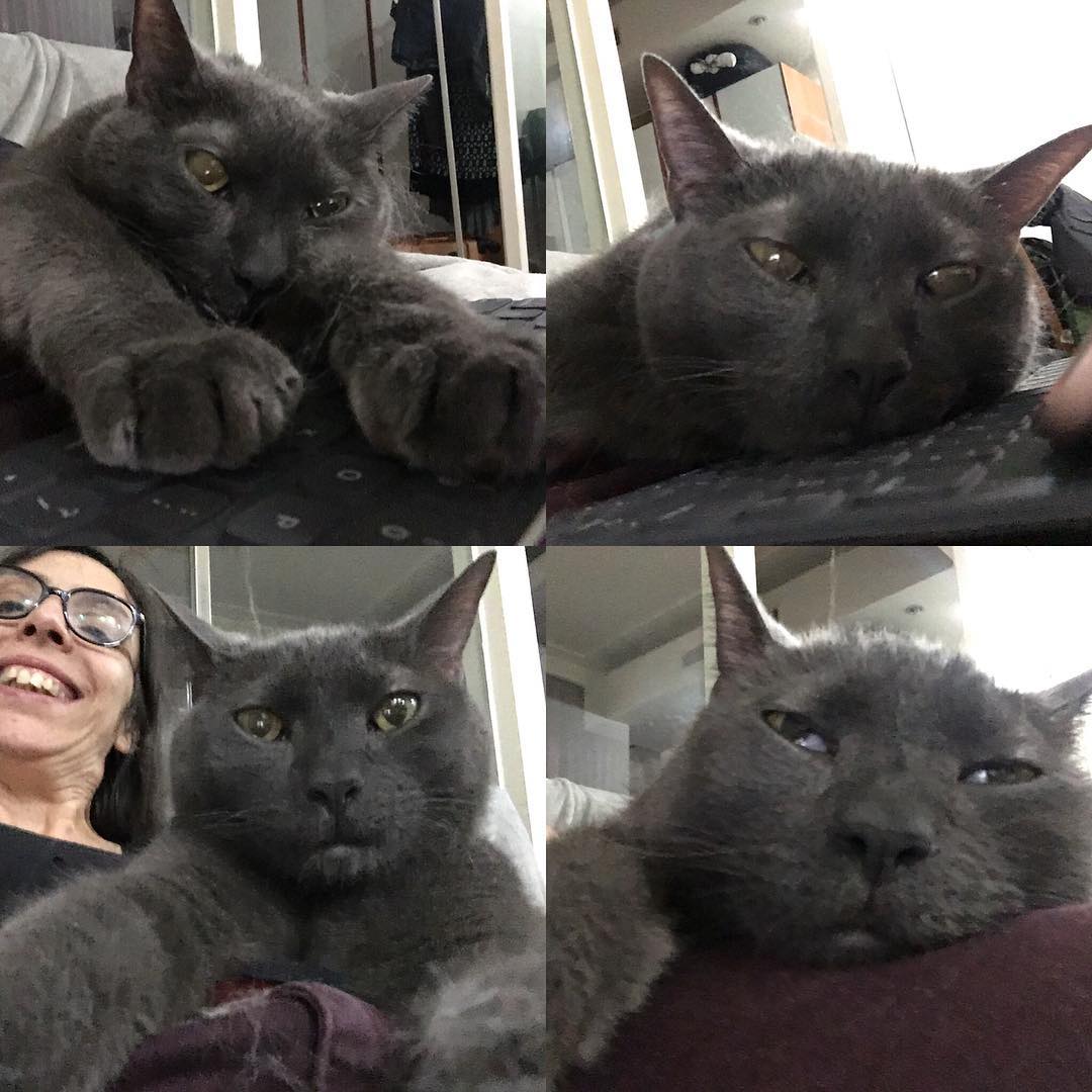 Apparently, Tophet cat enjoys binge watching “Dear White People” too.