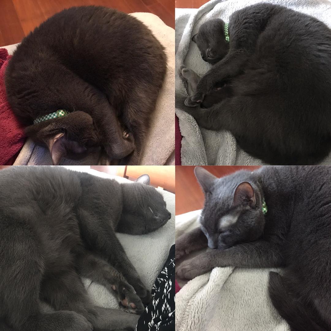 Tophet cat, happily spending the day resting as I work, so that he will be fully energized by the time I go to sleep.