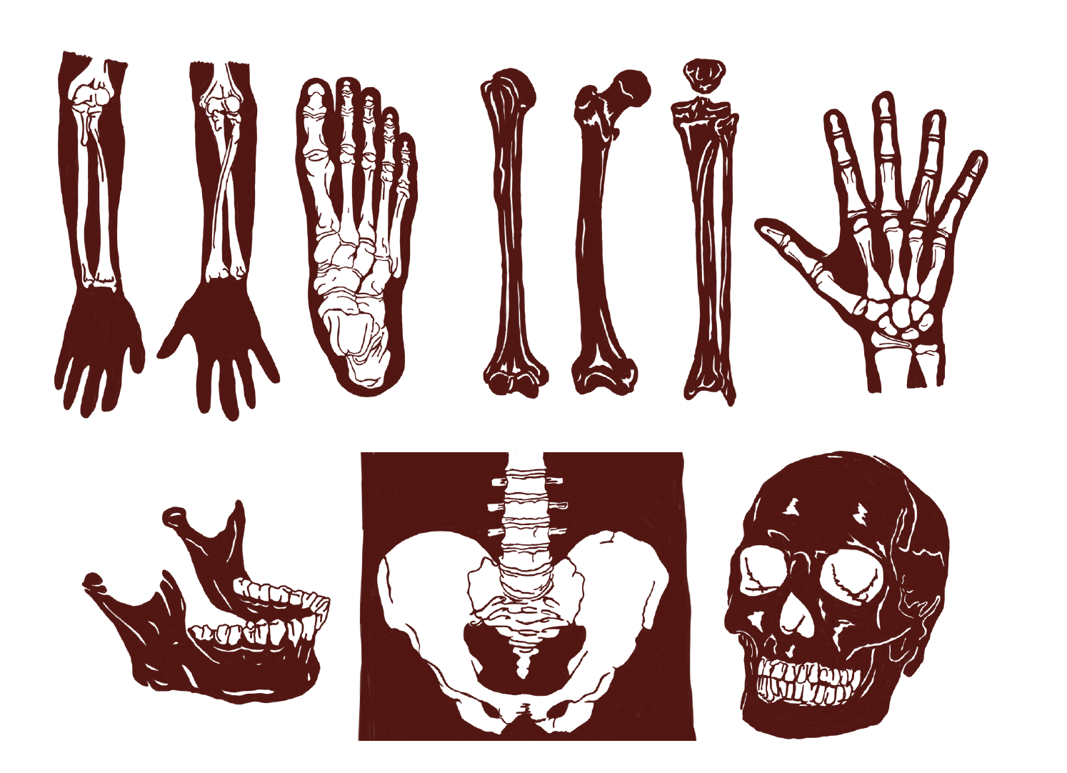 Red Paper Cuts of bones, foot, hand, jaw, pelvis, skull, arm, femur