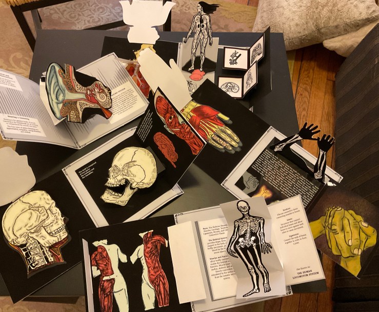 Photo of a table with many loose anatomical pop-up spreads. Featured are the head, skull, jaw, muscles of the face, muscles of hte hand, the ear drum and canal, muscles of the back, the human skeletal system, the hand.