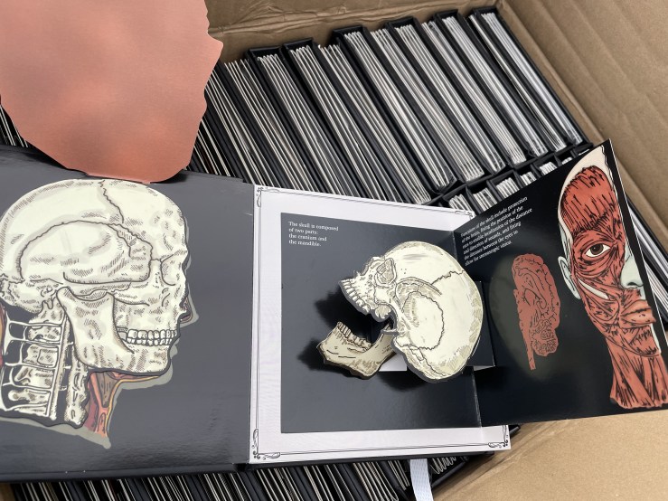 a pop-up spread rests on a case of book. it features anatomcial flap and popups of the skull and jaw, with the muscles of the face